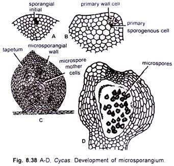 Cycas Development of Microsporangium