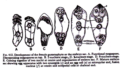 Trihybrid segregation