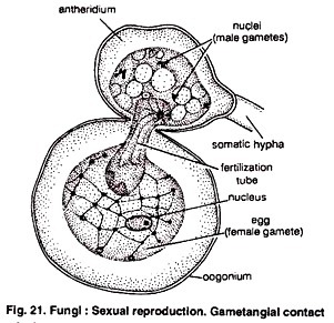 Sexual Reproduction, Gametangial Contact
