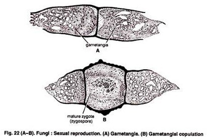 Sexual Reproduction