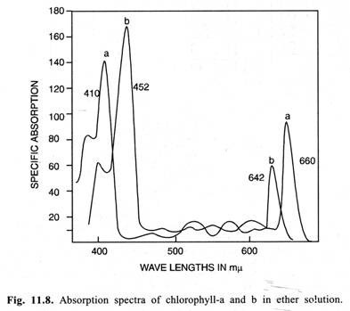 Absorption Spectra of Chlorophyll-a and b in Either Solution