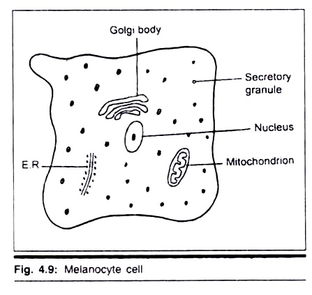 Melanocyte Cell