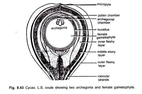Cycas. L.S. Ovule