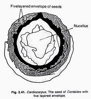 Cardiocarpus