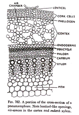 A portion of the cross-section of a Pneumatophores