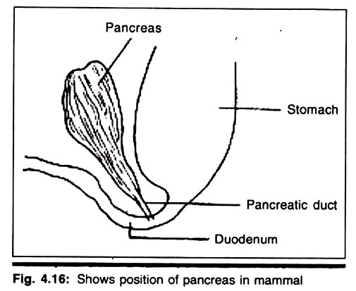 Pancreas in Mammal