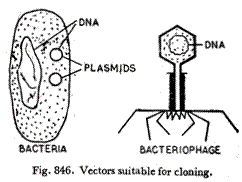 Vectors suitable for cloning