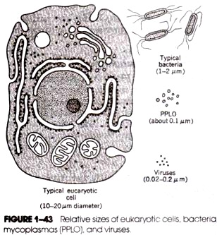 Outline of Cronquist's (1981) system of classification 