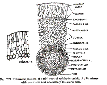Transverse sections of aerial root of epiphytic orchid