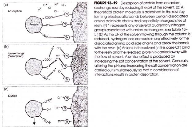 Cycas revoluta. A-E. stages in the development of microsporangium