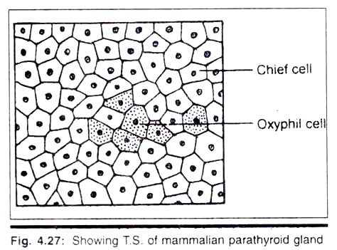 Showing T.S. of Mammalian Parathyroid Gland