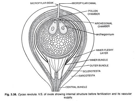 Cycas revoluta. V.S. of ovule