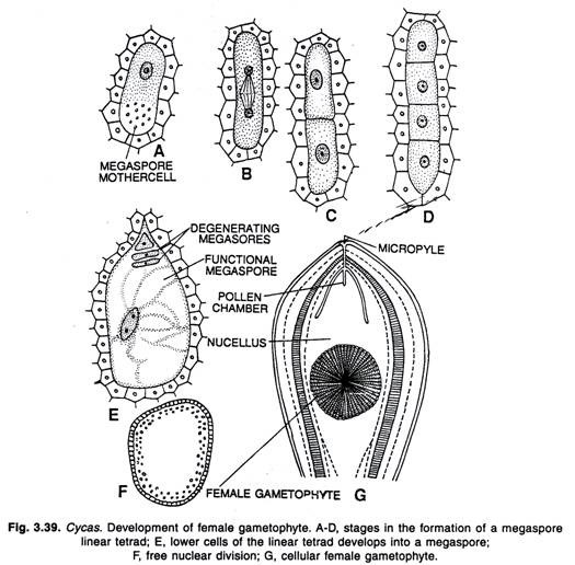 Cycas. Development of female gametophyte