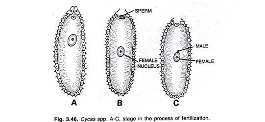 Cycas spp. A-C, stage in the process of fertilization