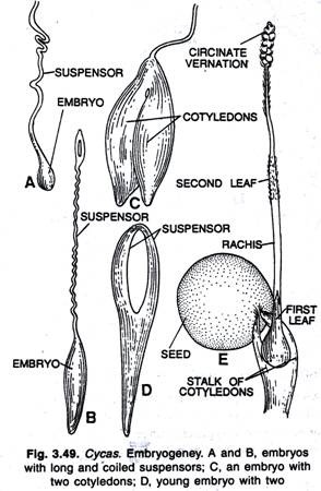 Cycas Embryogeney