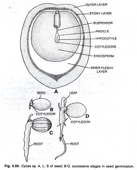Cycas sp. A. L.S of seed; B-D, successive stages in seed germination