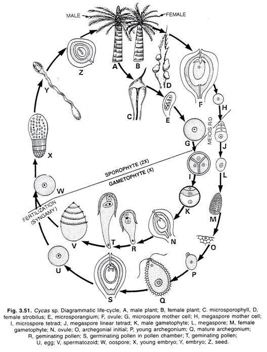 Cycas sp. Diagrammatic life-cycle