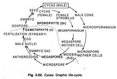 Cycas. Graphic life-cycle