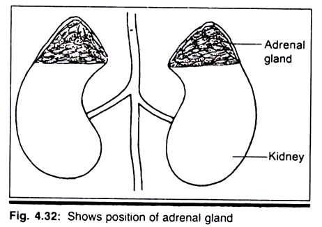 Position of Adrenal Gland