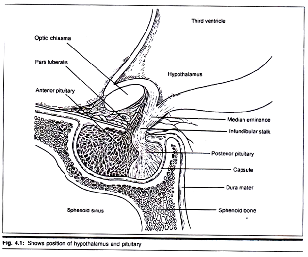 Shows position of hypothalamus and pituitary