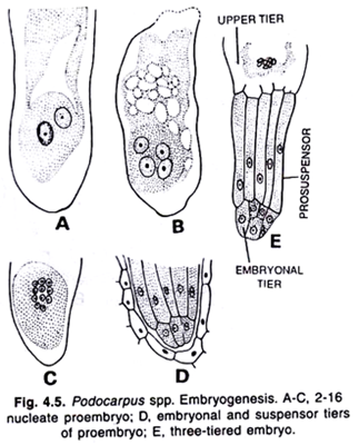 Podocarpus spp. Embryogenesis