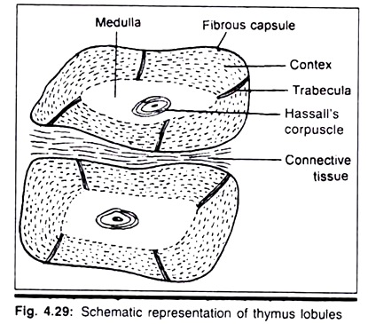 Thymus Lobules