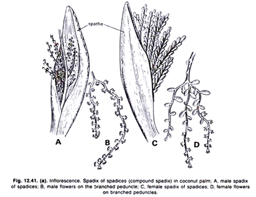 Inflorescence. Spadix of spadices