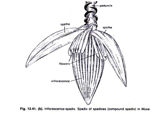 Inflorescence-spadix. Spadix of spadices