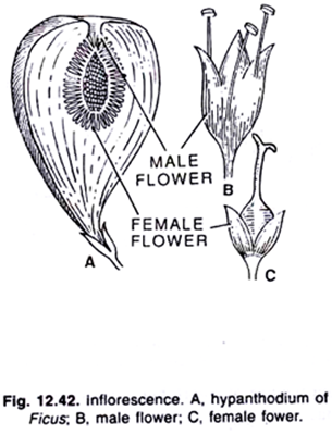 Inflorescence. A. hypanthodium of Ficus; B, male flower; C. female fower