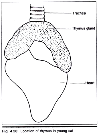 Location of Thymus in Young Cat
