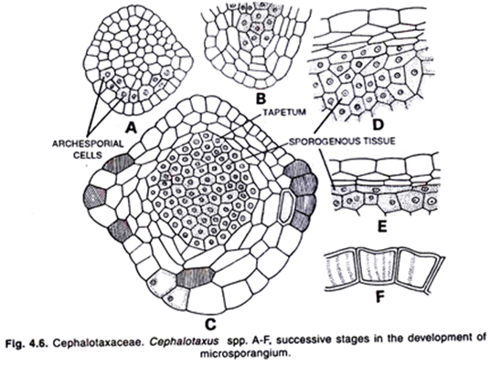 Cephalotaxaceae