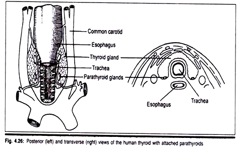 Posterior and Transverse