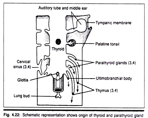 Origin of Thyroid and Parathyroid Gland