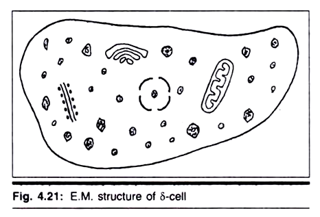 E.M. Structure of δ-cell