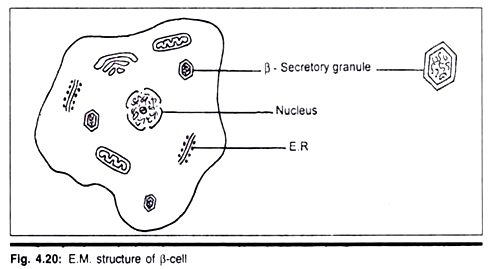 E.M. Structure of β-cell