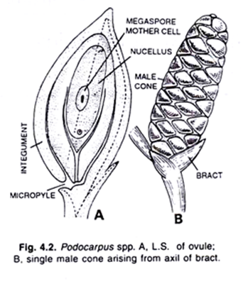 Podocarpus spp. A, L.S. of ovule; B, single male cone arising from axil of bract
