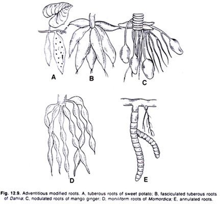 Adventitious modified roots