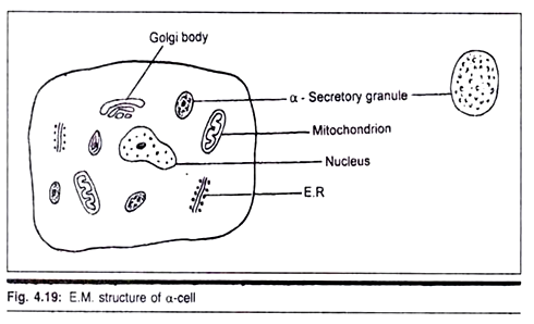E.M. Structure of α cell