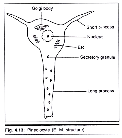 Pineolocyte