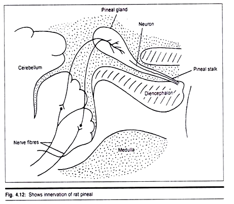 Innervation of Rat Pineal