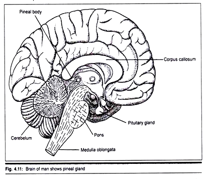 Brain of Man