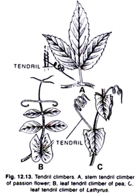 Tendril climbers