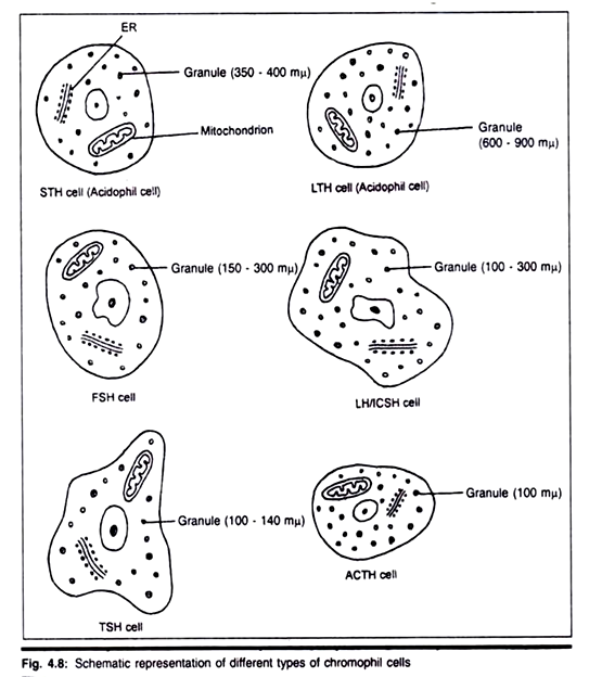 Different Types of Chromophil Cells