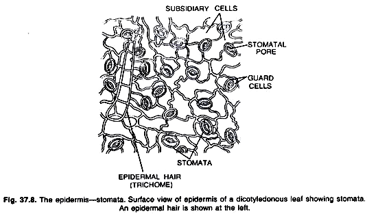 The epidermis-stomata