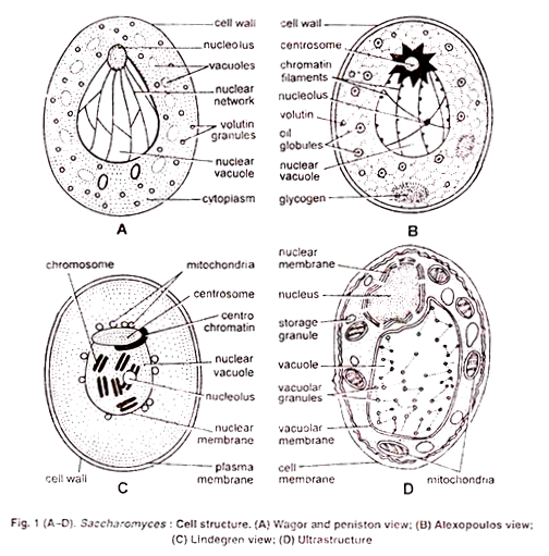 Saccharomyces: Cell Structure