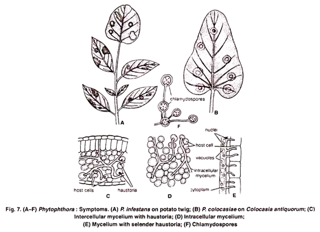 Phytophthora: Symptoms