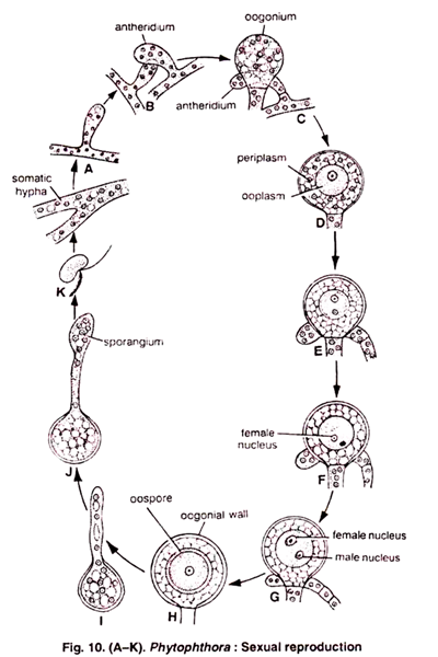 Phytophthora: Sexual reproduction