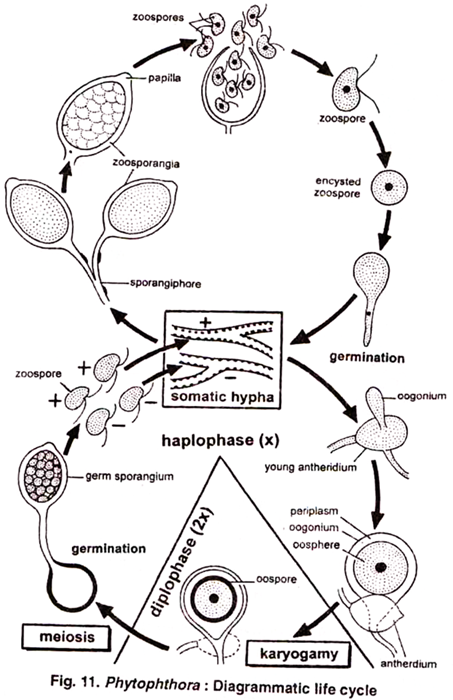 Diagrammatic Life Cycle of Phytophthora