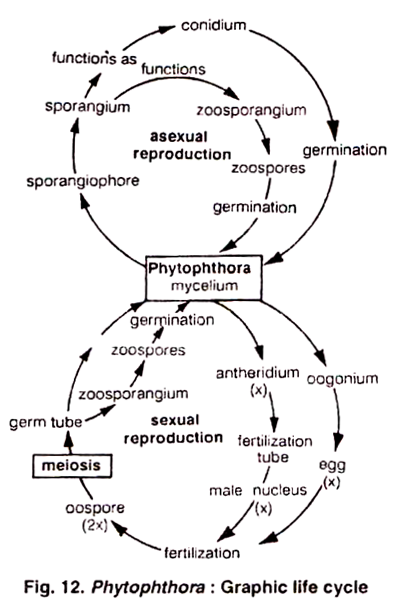 Phytophthora: Graphic Life Cycle