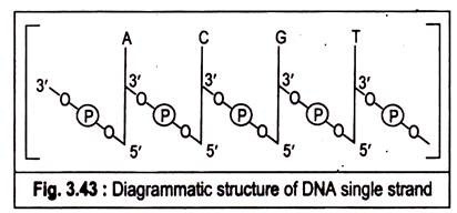 Diagrammatic structure of DNA single strand